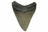 Serrated, Fossil Megalodon Tooth - North Carolina #355864-1